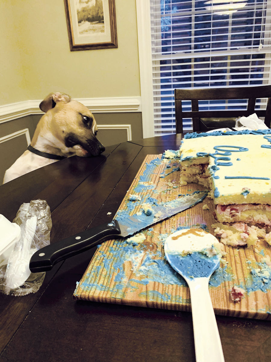 Funny Pet photo